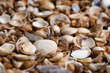 Sea shells collection. Marine mollusk shell. Marine background. Texture of the ocean shells. Seashell background. Sea shells pattern. Seashell background.