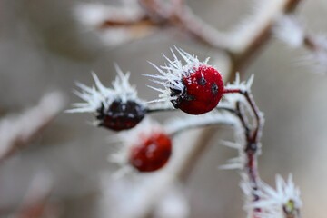Frost-covered red berries on branch in winter close-up with blurred background