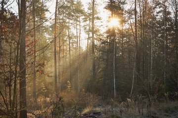 las,wschód słońca,jesień  © Marcin Łazarczyk