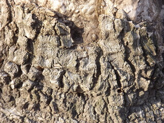 Textured peeled bark surface