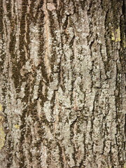 Fototapeta premium Moss patterns on tree bark