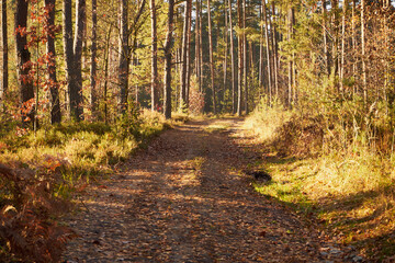 leśna ścieżka  © Marcin Łazarczyk