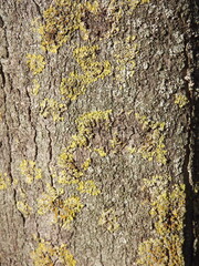 Natural tree bark with moss