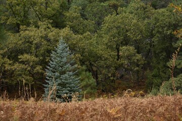 Fototapeta premium Lone pine tree in an open reed field in front of a large forest
