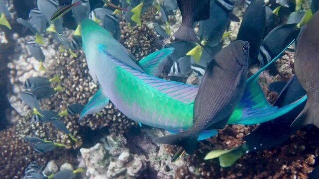 Bicolor Parrotfish between a school of fishes