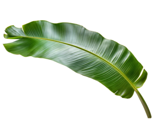 An exotic banana plant leaf isolated over transparent background, PNG, cutout