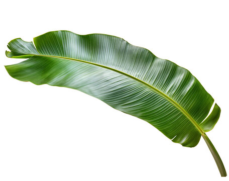 An exotic banana plant leaf isolated over transparent background, PNG, cutout
