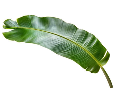 An exotic banana plant leaf isolated over transparent background, PNG, cutout - Powered by Adobe