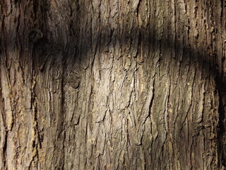 Textured pine bark surface