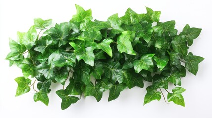 Fototapeta premium Vivid green ivy vine with lush leaves isolated on white, perfect for adding a touch of nature to your wall decor or craft projects.