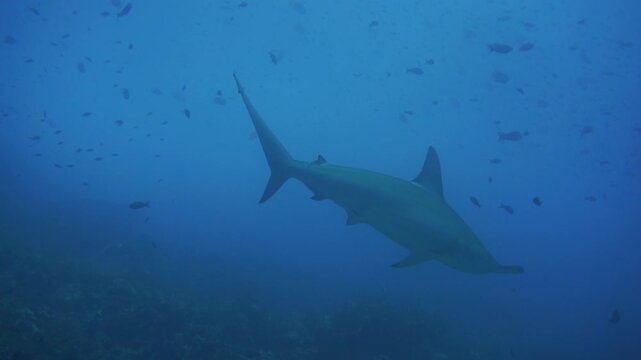 Big Hammerhead Shark swimming in Galapagos Islands