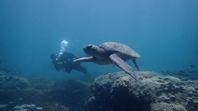 Green Turtle swimming above coral reef