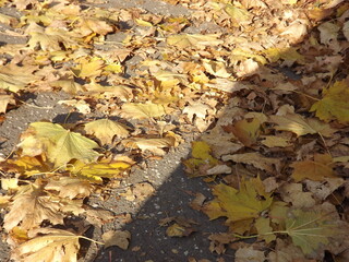 Fallen autumn leaves