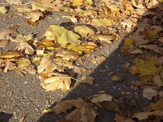 Yellow leaves on the ground