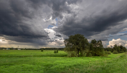 A field of grass with a tree in the middle and a cloudy sky above
