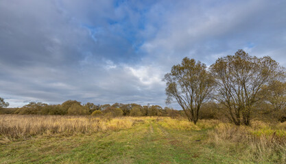 Fototapeta premium A field with trees and a cloudy sky