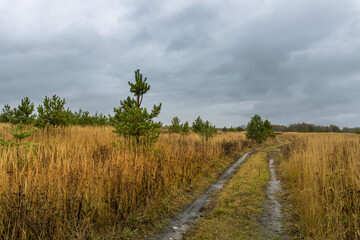 Naklejka premium A road cuts through a field of tall grass
