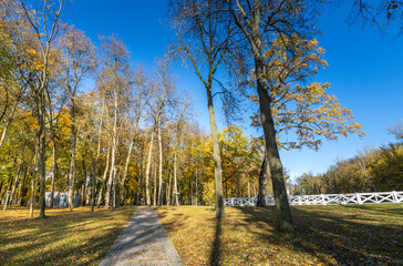A path through a forest with trees and a fence in the background
