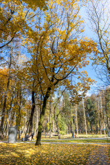 Fototapeta premium A park with a tree in the middle of it