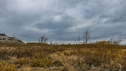 A field of dry grass and trees with a cloudy sky in the background
