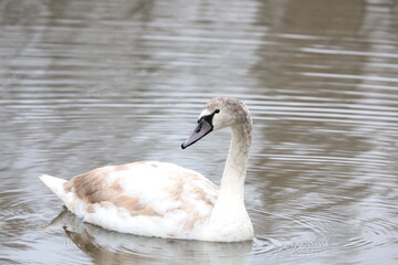 swan on the lake