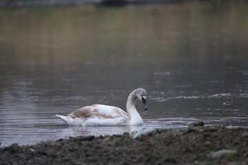 swan on the river