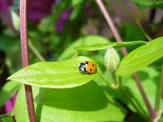 Orange and black Seven-spotted ladybug, Coccinella septempunctata on small leaf of bush Clematis in sunny weather. Topics: beauty of nature, vegetation, flora, fauna, insect, season, macro, spring