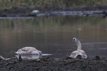 family of swans
