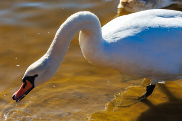 white young swans in lake with blue dark background with sun rays