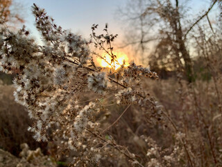 Nature in the fall at golden hour