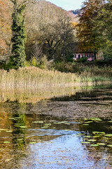 Arlesheim, Ermitage, Weiher, Seerose, See, Holzsteg, Baselland, Waldweg, Wanderweg, Spazierweg,...