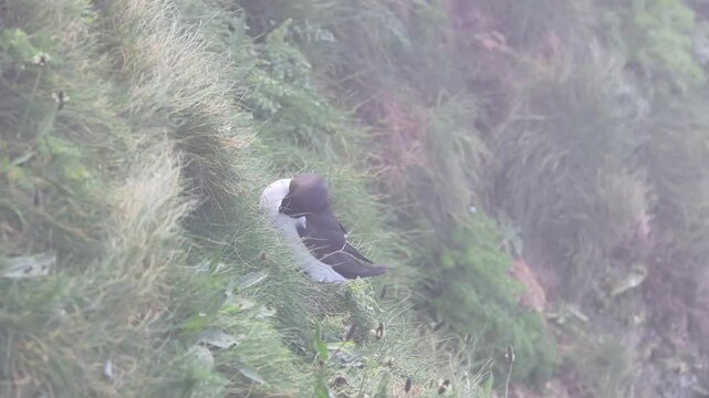 Razorbill (Alca torda) on the edge of the cliff on a misty day, 4K Video.