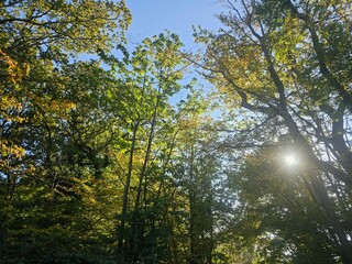 autumn colours of leaves on trees