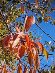 autumn colours of leaves on trees
