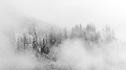 Forêt de conifères sous la neige