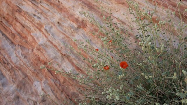 Sphaeralcea ambigua A. Gray, Desert Globemallow, Valley of Fire State Park, Nevada, USA