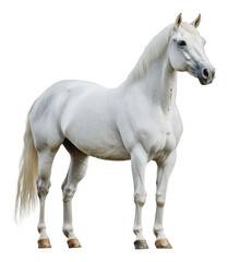 Obraz premium PNG Graceful white horse standing in a serene pose