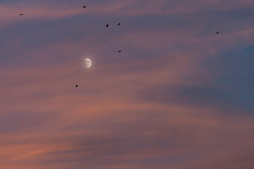 A beautiful moon on a pink sky at sunset with a flight of crows in front of clouds. The moon on a romantic blue hour right after a marvelous sunset