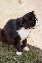 A Fluffy Black and White Cat Sitting on Grass