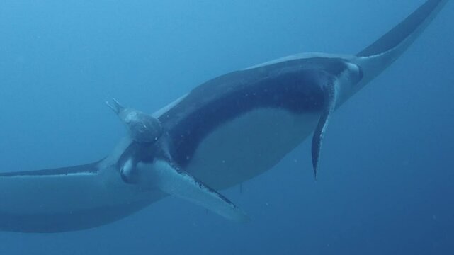 Oceanic Mantaray close up in slow motion