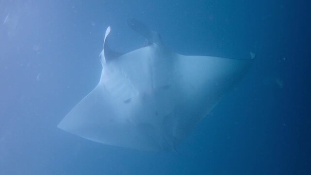 Mantaray in Slow Motion 