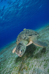 Obraz premium Green Sea Turtle (Chelonia mydas)