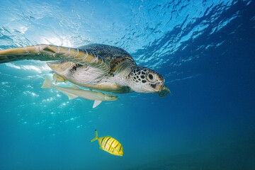 Green Sea Turtle (Chelonia mydas)