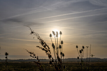 Teasel backlit against the sunset