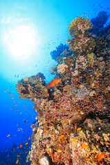 Reef, Marsa Mubarak, Egypt