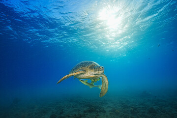 Green Sea Turtle (Chelonia mydas)