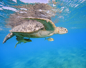 Green Sea Turtle (Chelonia mydas)