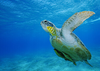 Green Sea Turtle (Chelonia mydas)