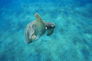 Green Sea Turtle (Chelonia mydas)