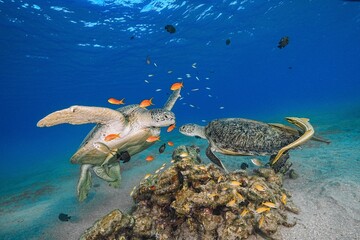 Green Sea Turtle (Chelonia mydas)